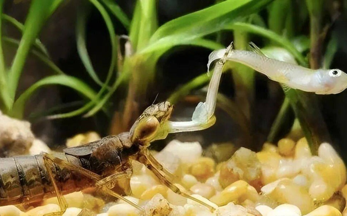 Ấu trùng chuồn chuồn ăn 3.000 con muỗi mỗi năm nhưng lại trở thành món ăn khoái khẩu của con người