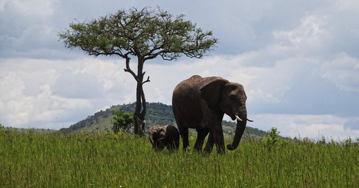 Đây là ảnh chụp từ vivo X300 Ultra với camera 200MP và chip Snapdragon 8 Elite Gen 5