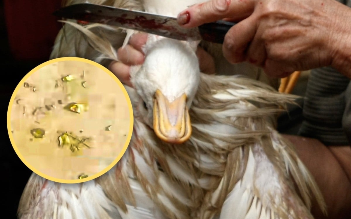 Mổ vịt phát hiện vàng thật trong dạ dày: Câu chuyện lạ ở Trung Quốc gây bão mạng xã hội