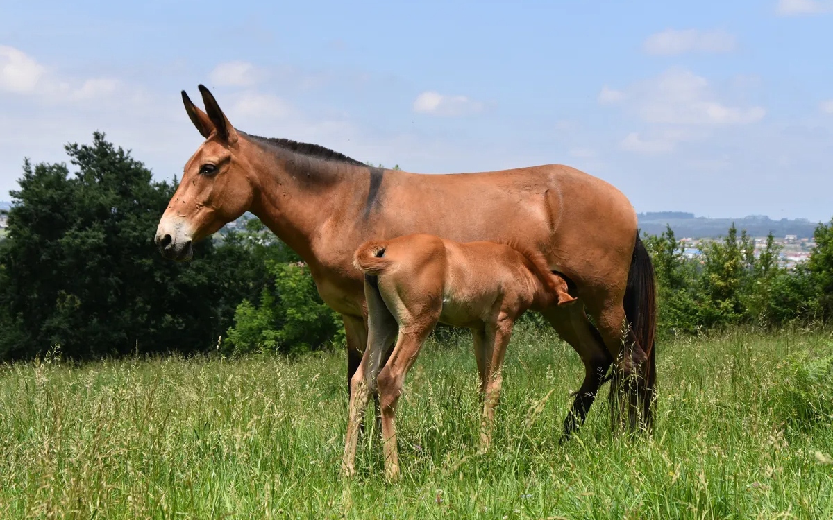 Bí ẩn di truyền khiến loài la gần như vô sinh: Vì sao trong hơn 500 năm chỉ có dưới 100 con la sinh con?