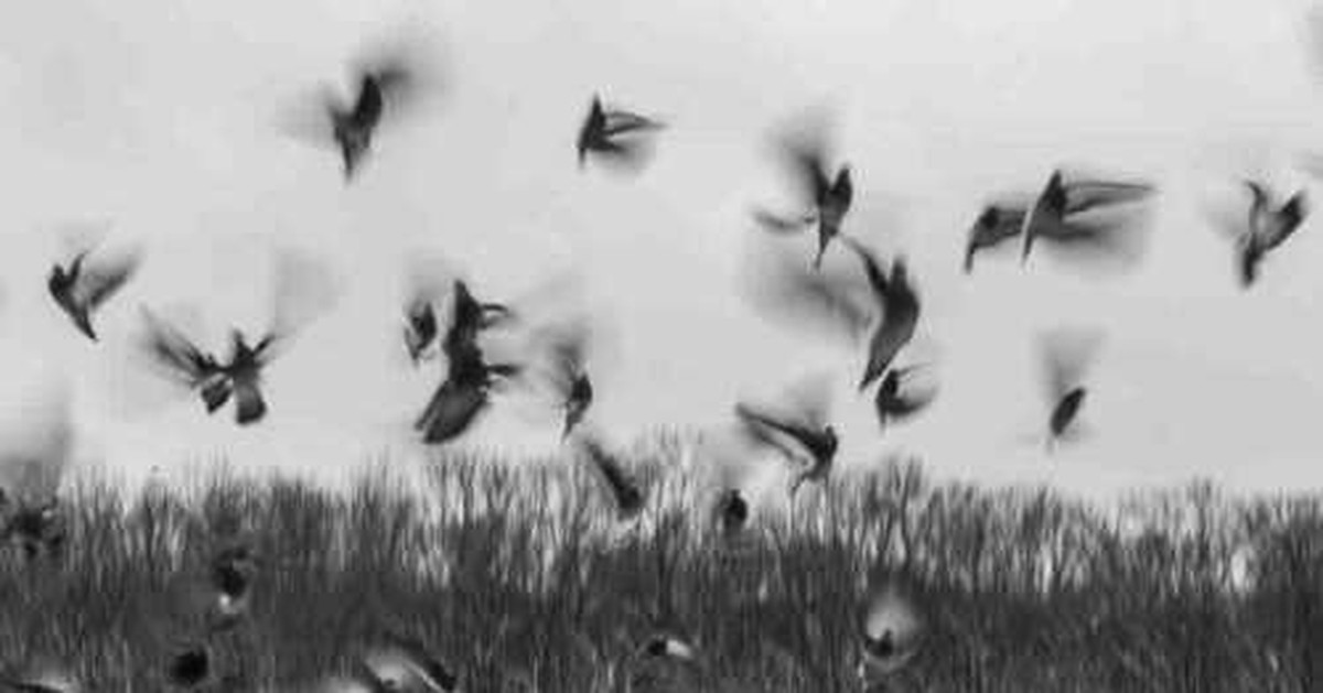 Ngôi làng bị nguyền rủa: Cứ mùa thu đến là chim kéo về tự sát hàng loạt