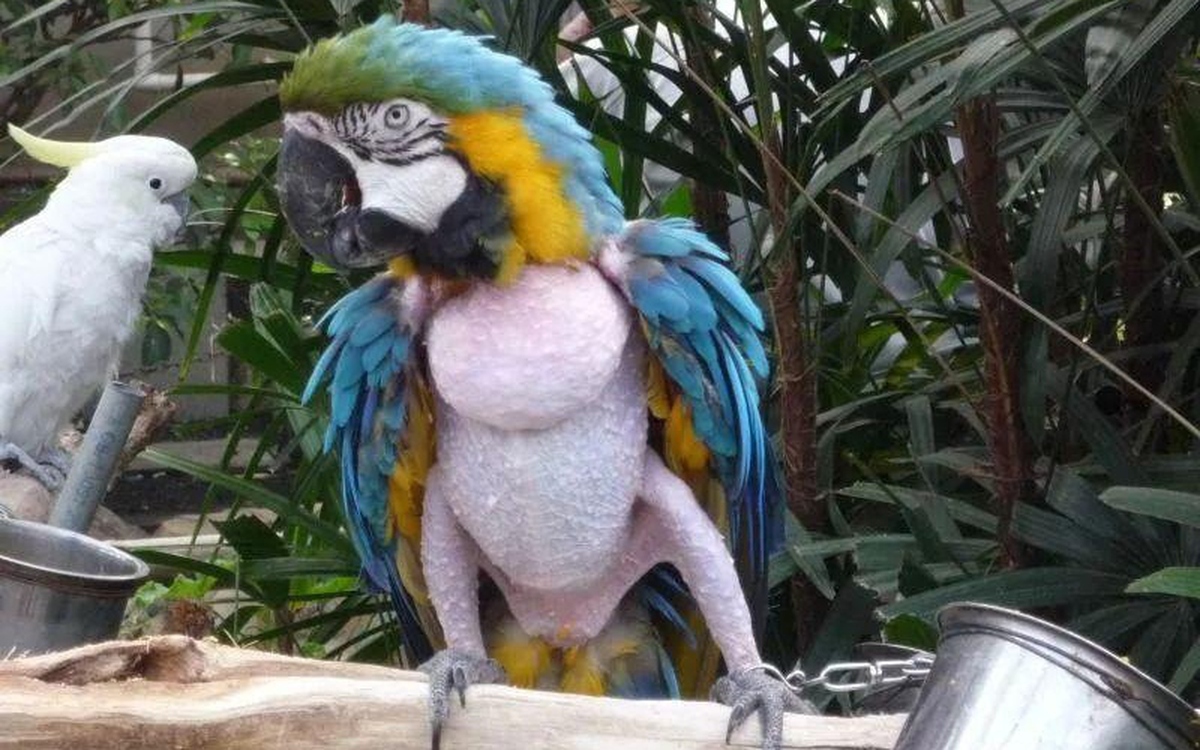 Nghiện tự làm đau: Sự tương đồng đáng sợ giữa người và vẹt khi tự nhổ lông xé da để trốn tránh các áp lực cuộc sống