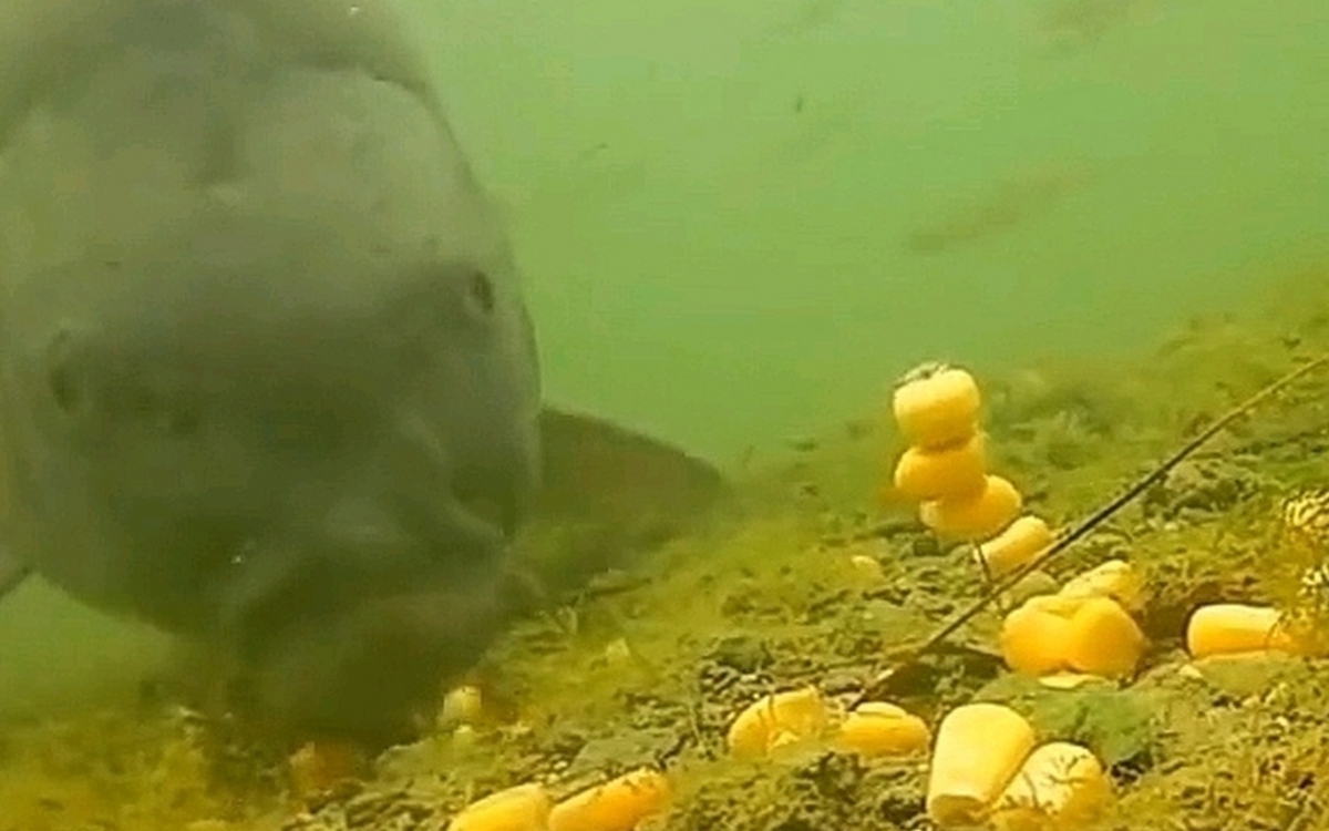 Gallery - Cá chưa bao giờ lên bờ, làm sao chúng biết hạt ngô có thể ăn được?