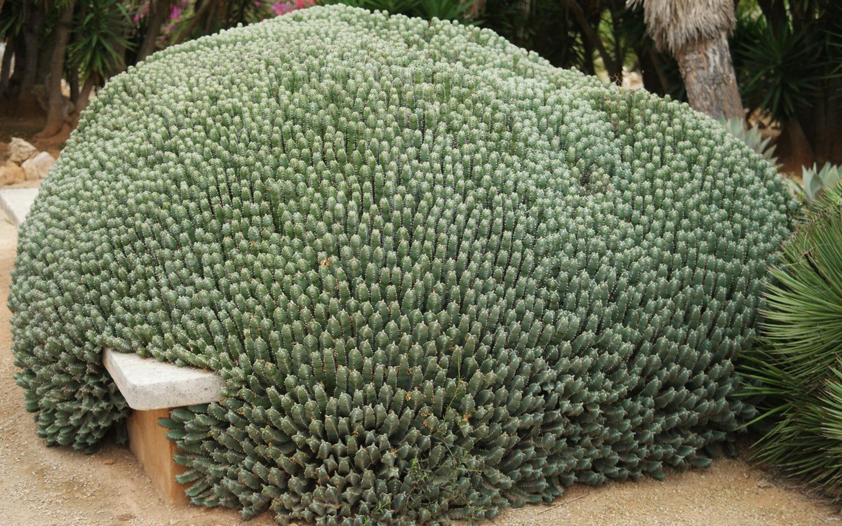 Chất cay mạnh nhất thế giới không đến từ ớt mà từ một loài cây đầy nhựa, với mức độ cay có thể gây sốc vượt xa mọi giới hạn của con người