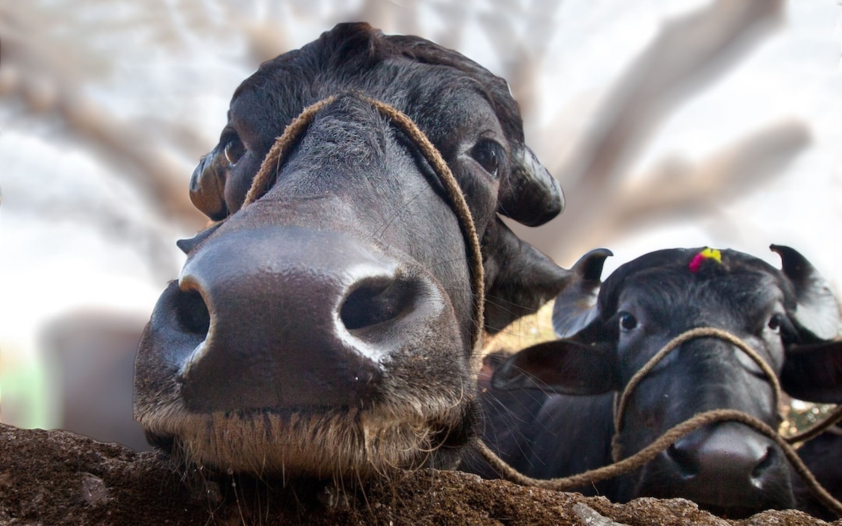 Vì sao trâu và bò có ngoại hình rất giống nhau nhưng gần như không thể lai tạo với nhau?