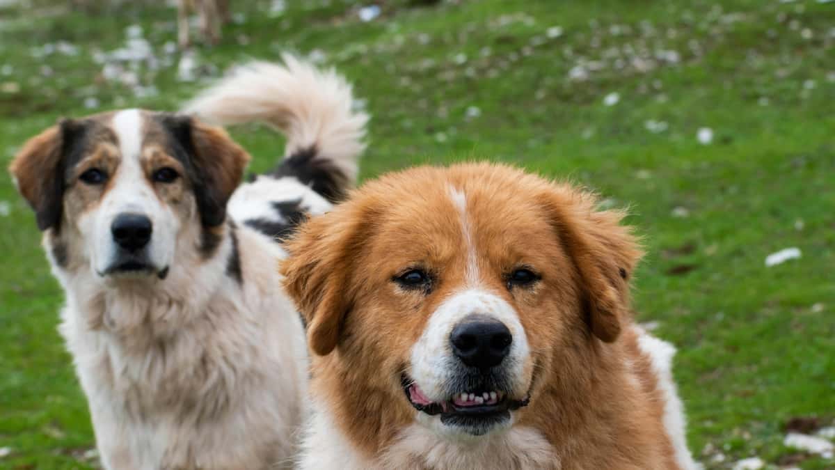 Phát hiện DNA chó cổ nhất lịch sử: Hé lộ mối quan hệ 16.000 năm giữa con người và loài chó