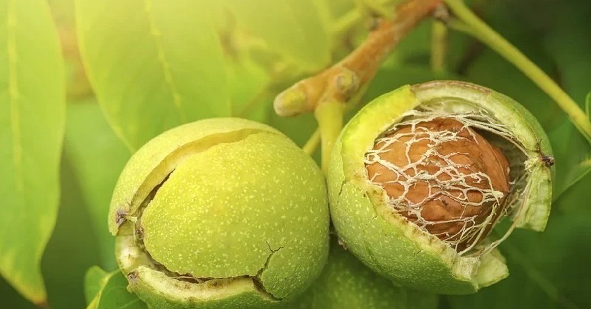 Loại quả thuộc top "tốt nhất thế giới", có ở Việt Nam, trồng một lần thu hoạch nhiều năm, tốt cho sức khoẻ