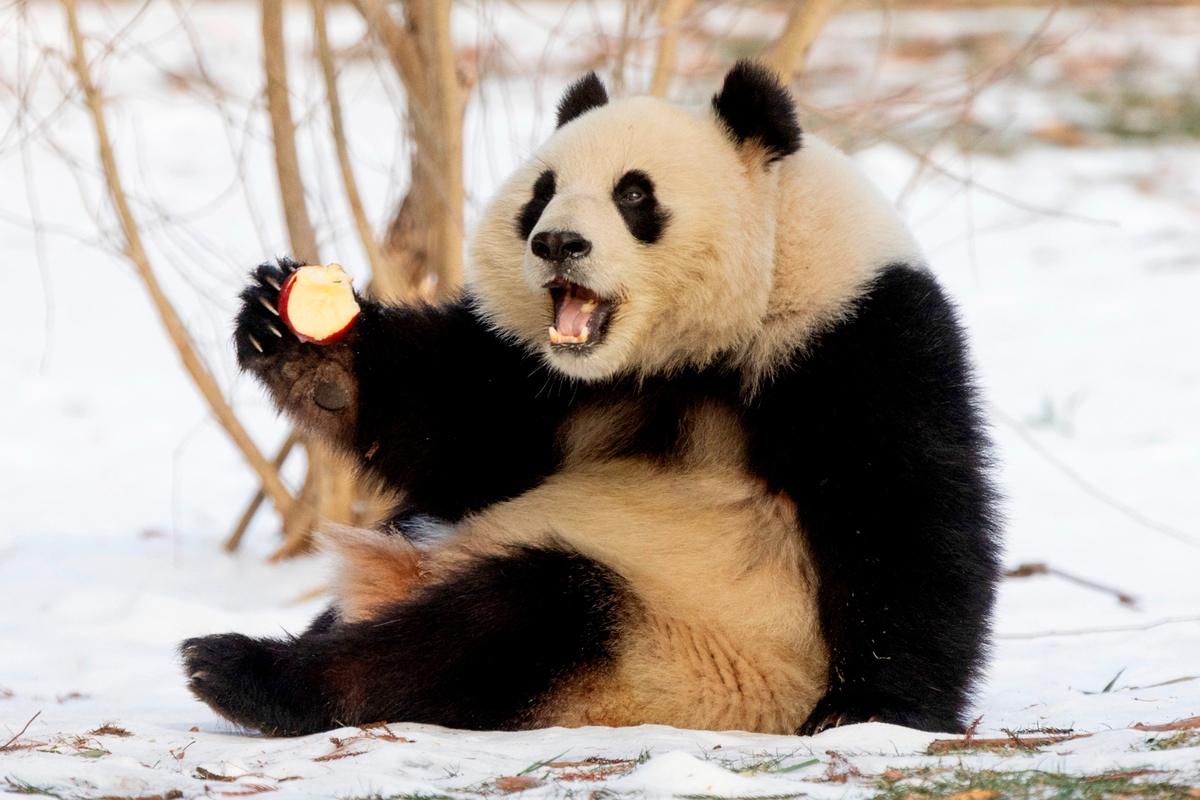 Cú lừa thế kỷ về khả năng sinh sản của gấu trúc: Tỷ lệ thành công 95% trong hoang dã nhưng lại bị con người ép tuyệt tự?