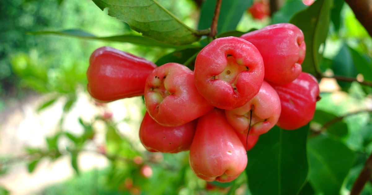 Không ai nghĩ tới khi giảm cân: Loại quả Việt bán đầy chợ này lại giúp ăn vặt mà không sợ béo