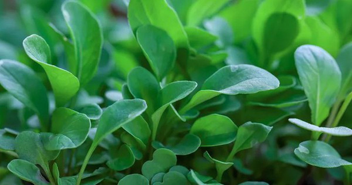 Loại rau tốt nhất thế giới với mật độ dinh dưỡng dày đặc: Ở Việt Nam không thiếu