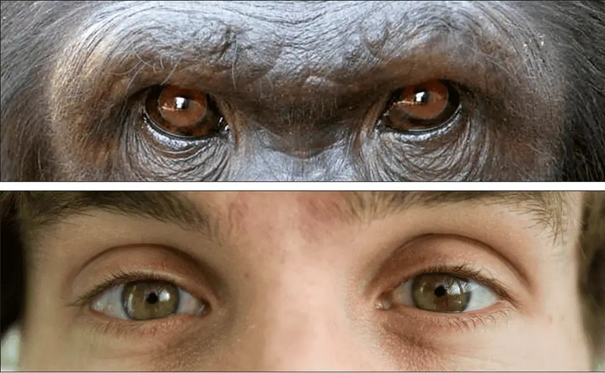 Tại sao con người có lòng trắng mắt rõ ràng trong khi phần lớn loài vượn lại có mắt tối màu?