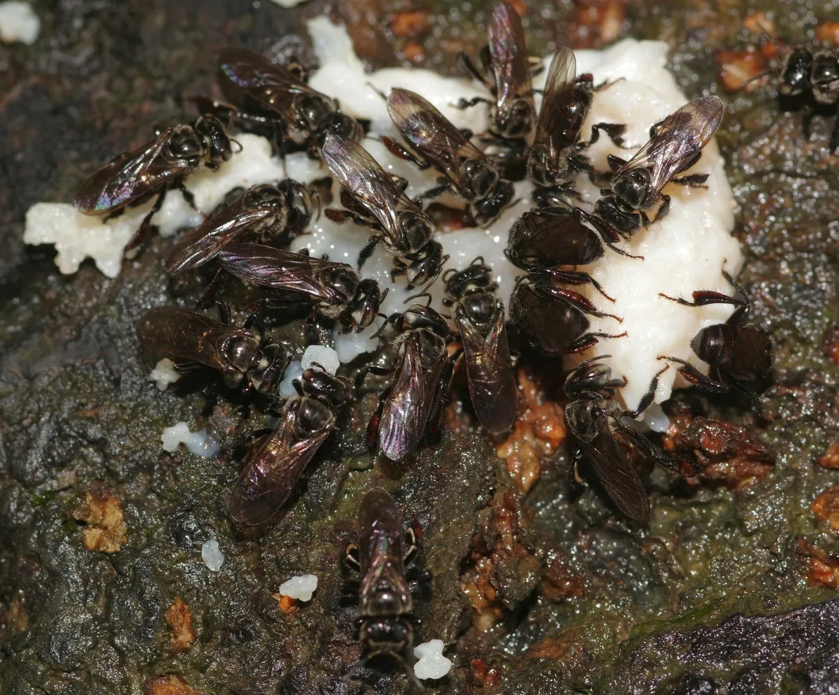 Loài ong ăn thịt thối nhưng vẫn tạo ra mật ngọt, bí ẩn tiến hóa khiến giới khoa học kinh ngạc