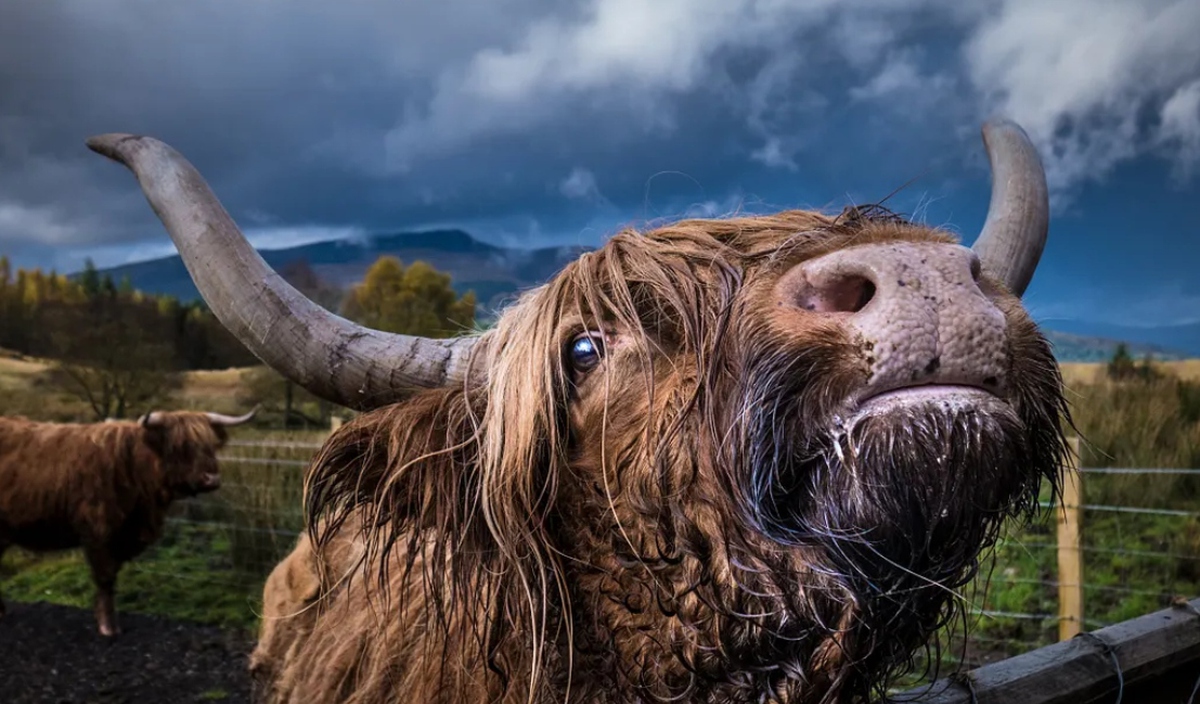 Giải mã bí ẩn nguyên do loài bò chỉ ăn cỏ nhưng vẫn phát triển hàng trăm cân thịt cơ bắp