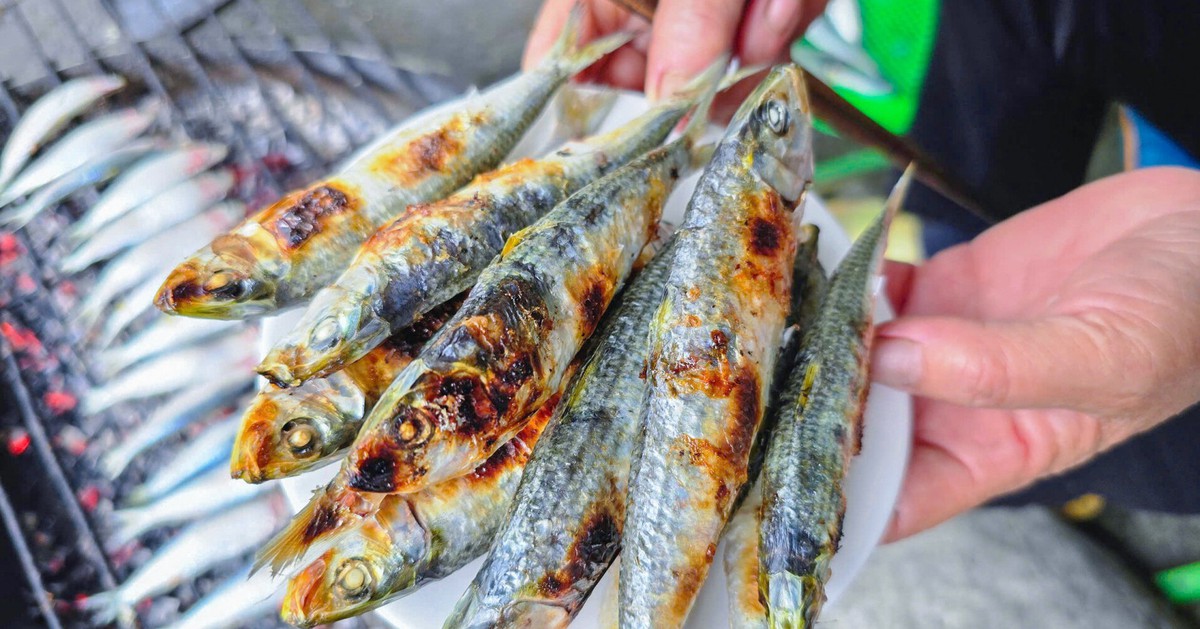 Loại cá nhiều omega-3 hơn cá hồi, được Mỹ đánh giá tốt bậc nhất thế giới: Ngư dân Việt coi là “lộc biển”