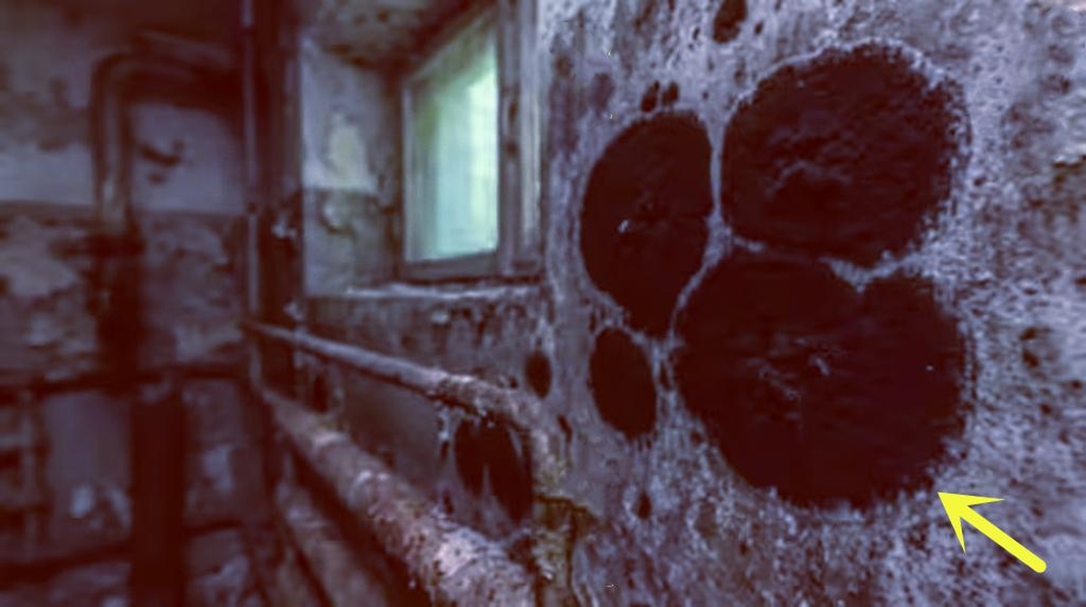 Một sinh vật đột biến đã được phát hiện ở Chernobyl, sở hữu những khả năng đặc biệt, bao gồm khả năng ăn bức xạ hạt nhân