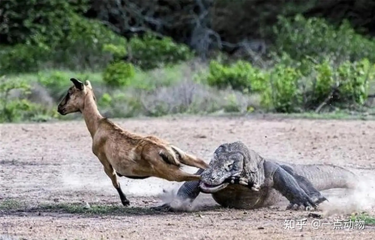 Nọc độc của rồng Komodo rốt cuộc đáng sợ đến mức nào?