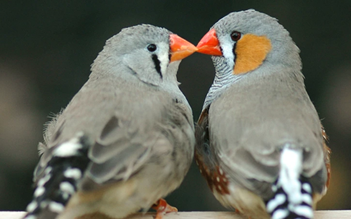 AI đã giải mã được tiếng chim, ngày con người nói chuyện được với động vật sắp đến gần?