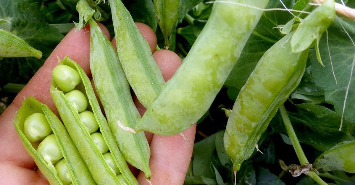 4 loại rau giàu protein hơn cả thịt nhưng ăn nhiều vẫn không lo béo, còn tốt cho sức khỏe
