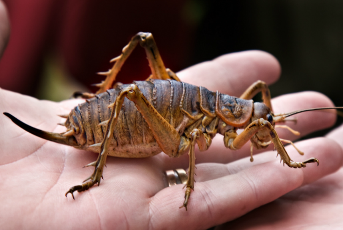 Dế Weta - loài côn trùng nặng hơn cả con chuột