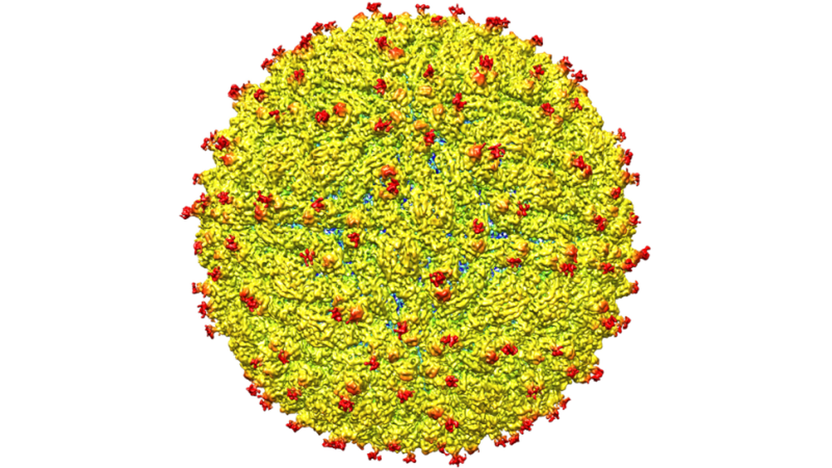 Tiết lộ về hình ảnh thật của virus Zika