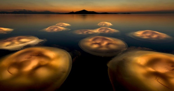 This photo of jellyfish that looks like aliens wins the Wildlife Photography Award 2021