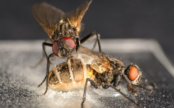 Horrifying fungus creates “love potion”, stimulating male flies to mate with female flies that have “sleeped garlic bulbs”