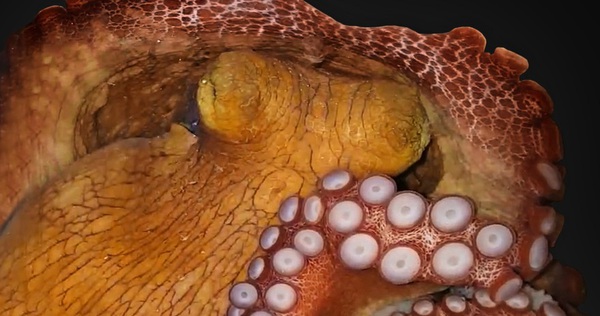 Octopus can dream for 2 minutes, the body continuously changes color and shape
