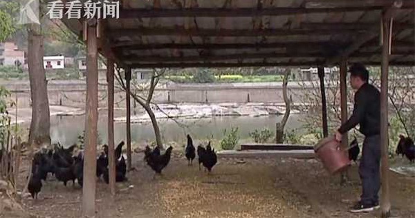 Buying 300 breeding hens on the Taobao platform, after the time the owner receives a flock of roosters