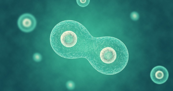 Scientists have created the first artificial organism capable of dividing