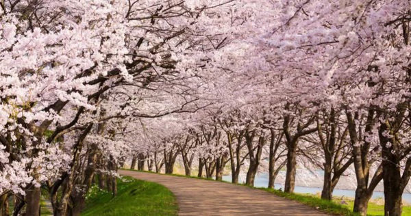 The earliest blooming Japanese cherry blossoms in the past 1,200 years