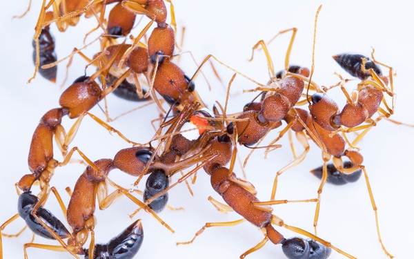 Scientists have discovered that ants are willing to reduce the size of their brains to become queens