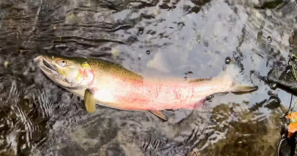 Scientists point to a toxic chemical produced from tires, which is causing a serious decline in stream salmon.