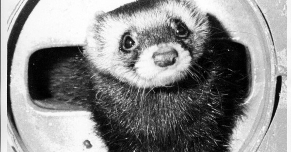 The US particle physics sciences thank the contributions of Felicia, a ferret who helps clean the accelerator