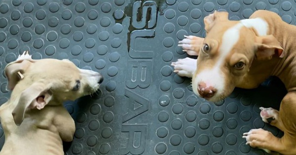 An Australian couple was convicted of having two puppies but were only vegetarian