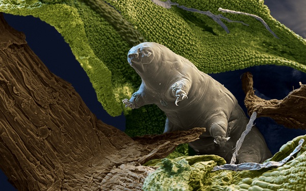 After being shot away at 900m/s, now 5000 water bears are back in space to experiment with 128 glowing squids