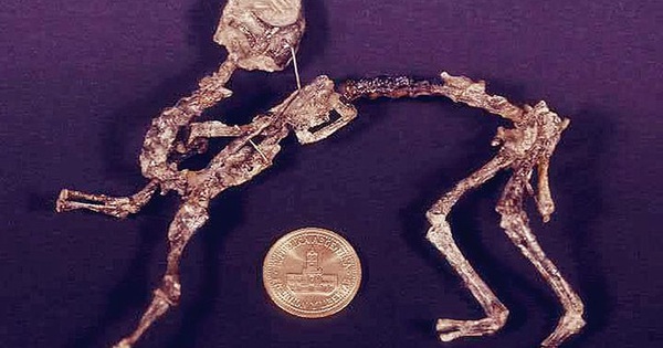 Thinking of discovering tiny dinosaurs, who would have thought that when they grow up they weigh a ton