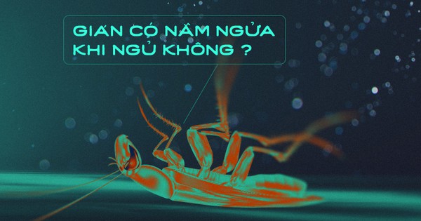 Gián có nằm ngửa khi ngủ không và hành trình đi tìm giấc ngủ nguyên sơ nhất lịch sử Trái Đất - Vimarsana News