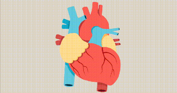 Whether your body is overweight or underweight, the fatty membrane covering the heart is always harmful to health.  Here’s how to improve your heart health