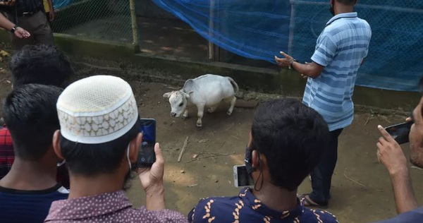 Bất chấp Covid-19 đang bùng phát, dân Bangladesh đổ xô đi chụp ảnh selfie với con bò nhỏ nhất thế giới - Vimarsana News