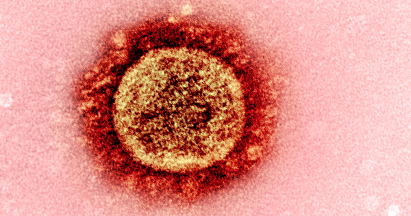 CRISPR gene-editing technology can stop the spread of corona virus between human cells
