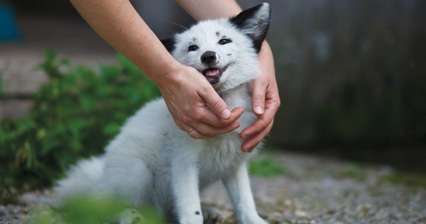 Foxes are following the evolution of dogs, they live closer to humans and their faces are more “cute”