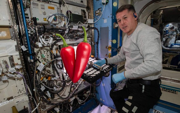 Why was chili chosen to grow experimentally on the ISS space station?
