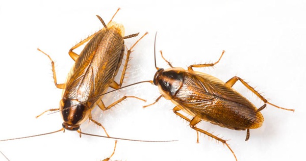 Scientists make male cockroaches dislike female cockroaches to sterilize them