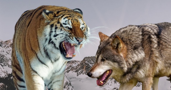 "Một bầy sói có thể hạ gục được một con hổ", vậy chó ... - GenK
