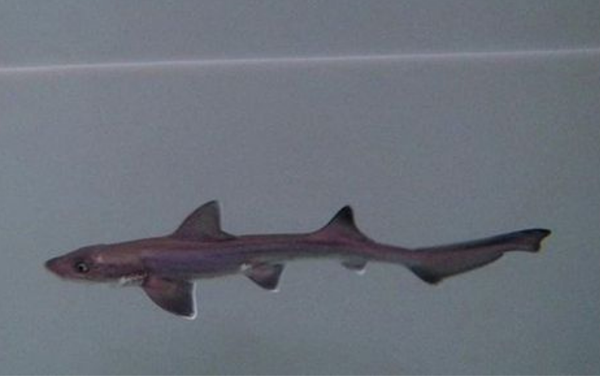 Two female sharks living together for 10 years without a male, suddenly gave birth to a baby shark