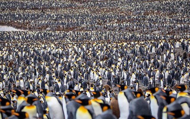 Hơn nửa triệu con chim cánh cụt hoàng đế lúc nha lúc nhúc tụ tập về lãnh địa phía nam Đại Tây Dương để bắt đầu mùa sinh sản