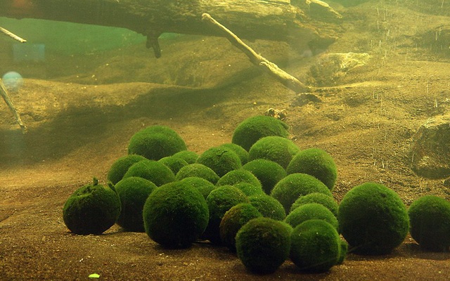 Marimo: Loài tảo cầu cực kì đáng yêu đang dần trở thành trào lưu chăm sóc như thú cưng tại Nhật Bản