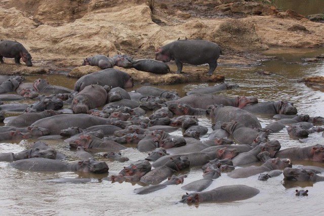 Bathing together in a pool full of feces - How hippos exchange beneficial bacteria to each other to stay healthy - Photo 1.