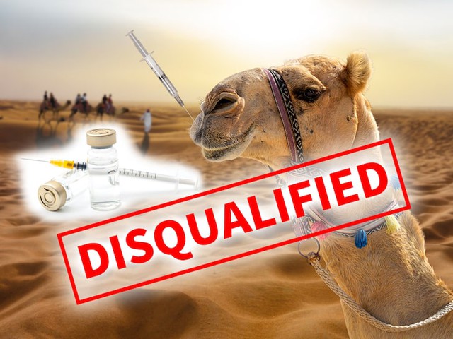 Saudi Arabia: More than 40 camels were banned from participating in beauty contests for botox lip injections - Photo 1.