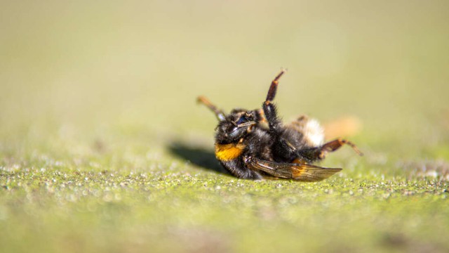 Hiện tượng chưa giải: Cả đàn ong đang bay bỗng rơi xuống đất khi mất điện - Ảnh 2.